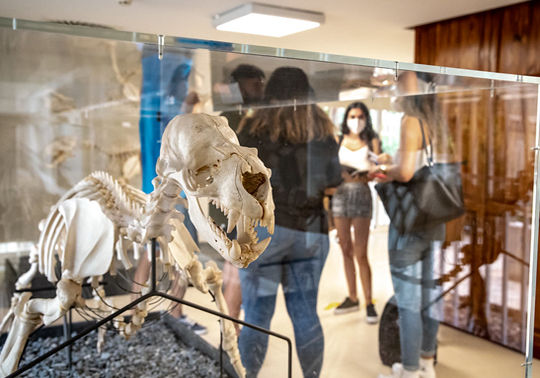 El Museu UV d'Història Natural reobri les seues portes al públic!!!